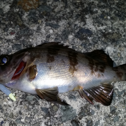 泉南エリア残念子メバル