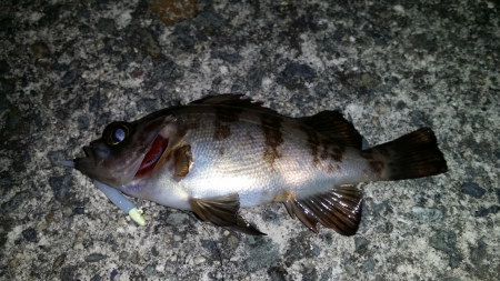 泉南エリア残念子メバル