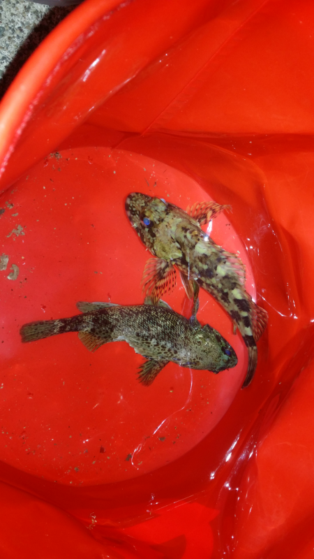 湾内子メバル爆釣