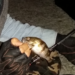 泉南エリアメバリング