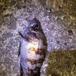 谷川漁港付近メバリング