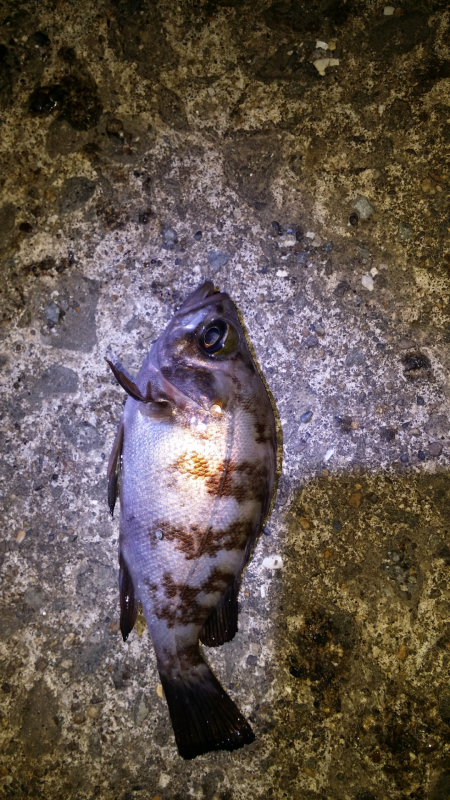 谷川漁港付近メバリング