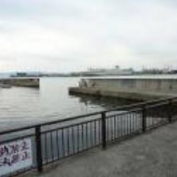 サビキでメバルと鯖の釣果