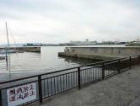 サビキでメバルと鯖の釣果