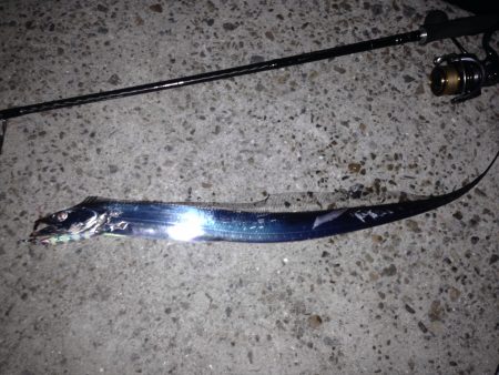 まだまだ太刀魚