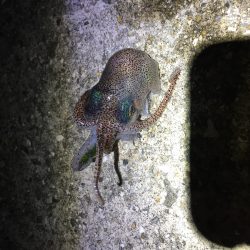 藻場でフロート