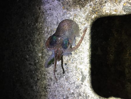 藻場でフロート