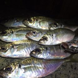 久しぶりなアジング♪