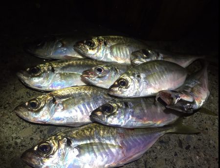 久しぶりなアジング♪