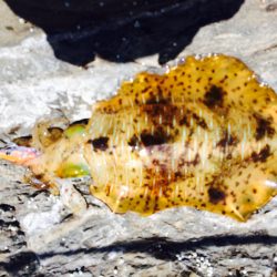 中紀春イカ釣行！