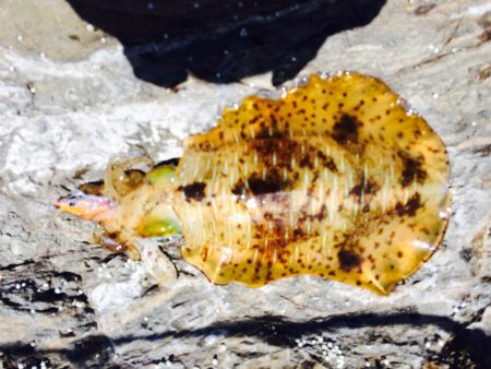 中紀春イカ釣行！