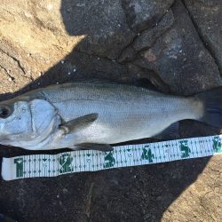 久しぶりのヒラ