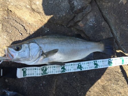 久しぶりのヒラ