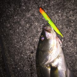 ショートタイムフィッシング！