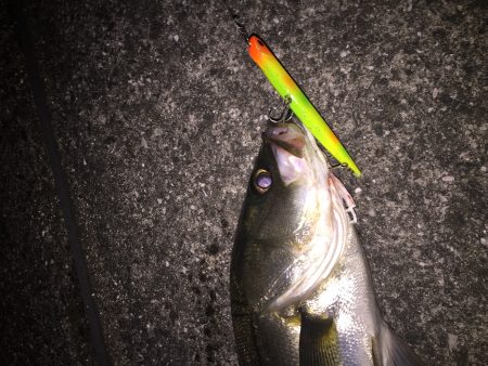 ショートタイムフィッシング！