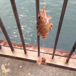 ピリッとしない