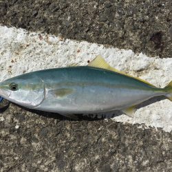 青物狙いの和歌山遠征①