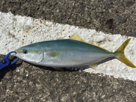 青物狙いの和歌山遠征①