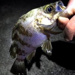 サイズアップならず/ 0￣)~ﾟ