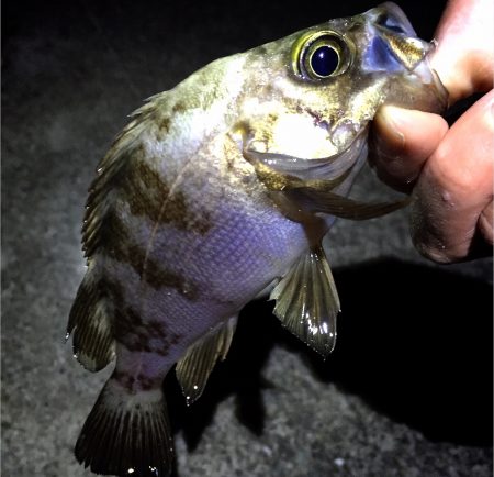 サイズアップならず/ 0￣)~ﾟ