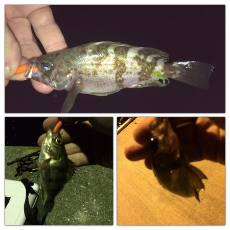 泉南周辺でメバリング