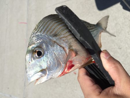 ライトキスゲーム♪