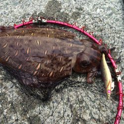 アオリイカ釣り
