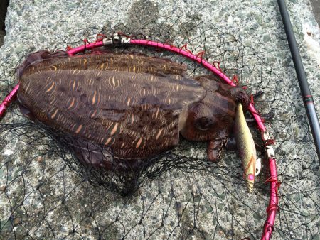 アオリイカ釣り