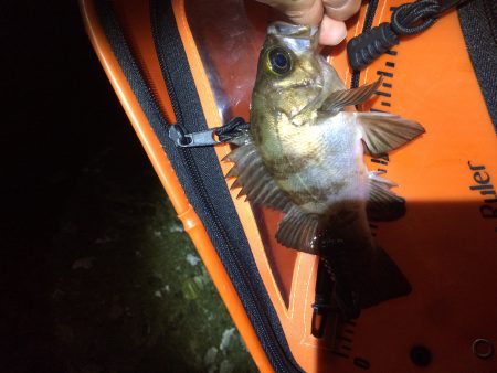 ちょいメバリング