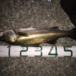 シーバスの季節