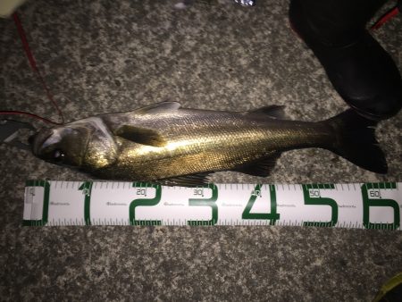 シーバスの季節