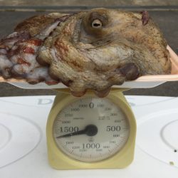 オクトパッシング