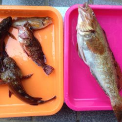 アイナメ ヒット！