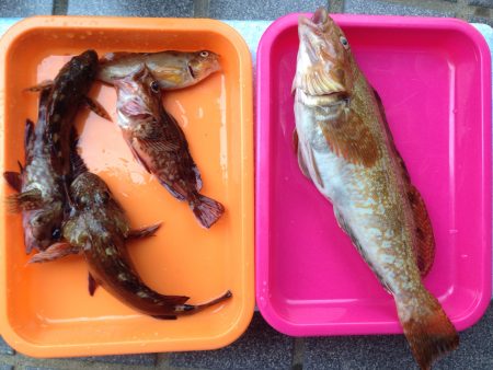 アイナメ ヒット！