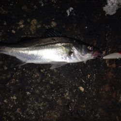 超久しぶりの淀川