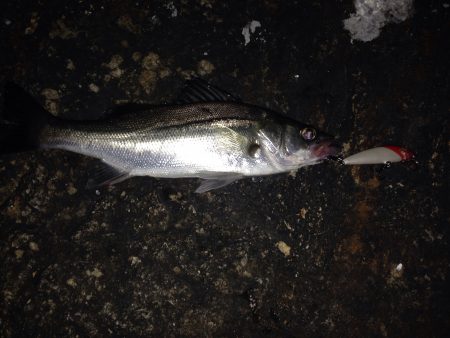 超久しぶりの淀川