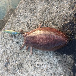 今春３勝１負でいい感じ♪