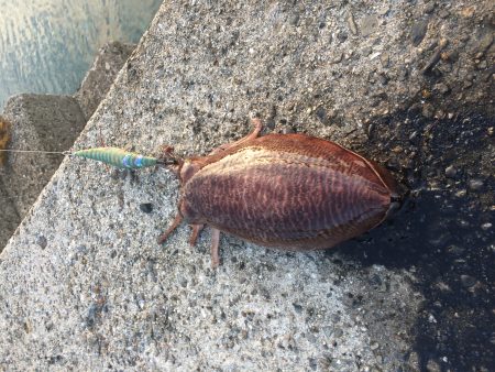 今春３勝１負でいい感じ♪