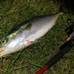 メジロリベンジ！