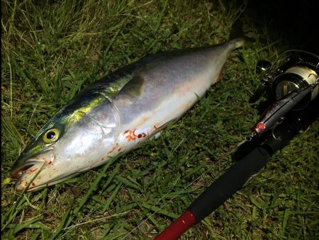 メジロリベンジ！