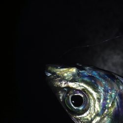 ナイトアジング