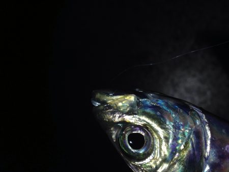 ナイトアジング