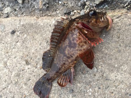 兵凸◯◯調査‼️