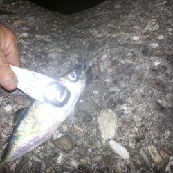 大阪奥湾アジング