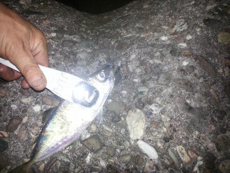 大阪奥湾アジング