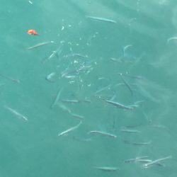 サビキイワシ♪