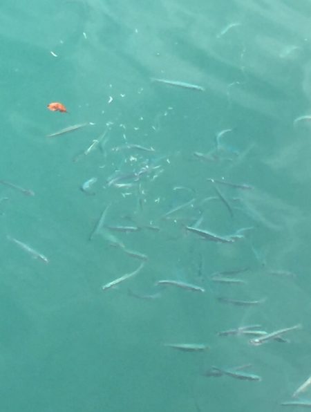 サビキイワシ♪