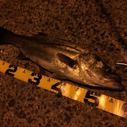 ナイトシーバス♪