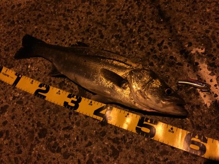 ナイトシーバス♪