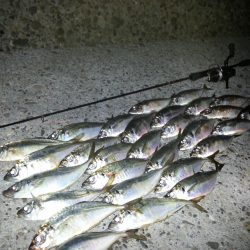 奥湾アジング アジ祭り